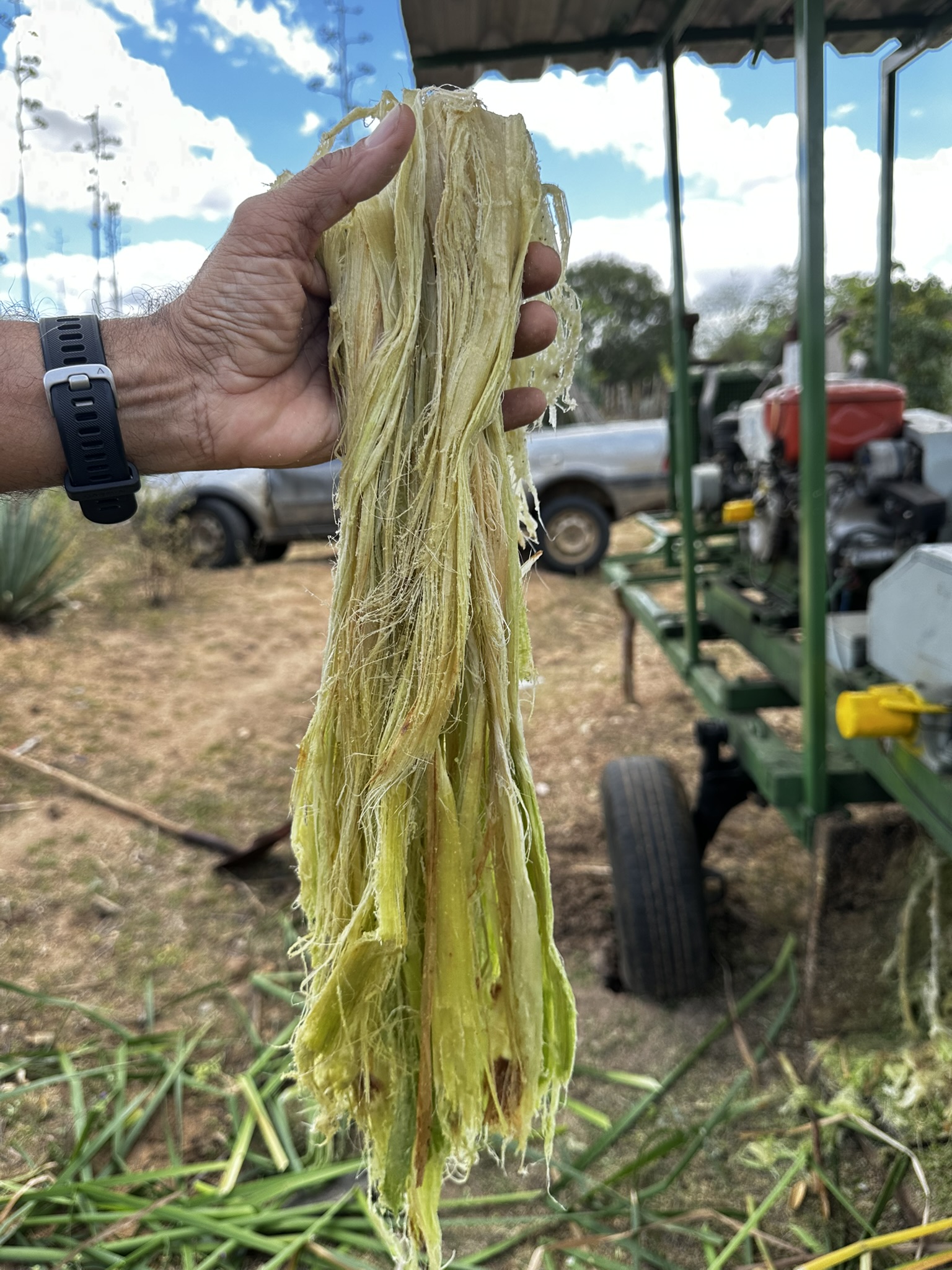 Fibra de sisal para confecção de geotêxteis